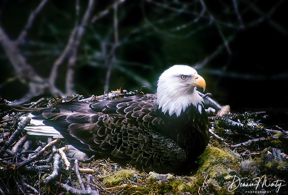 Bald Eagle on Nest, Avalon, Newfoundland