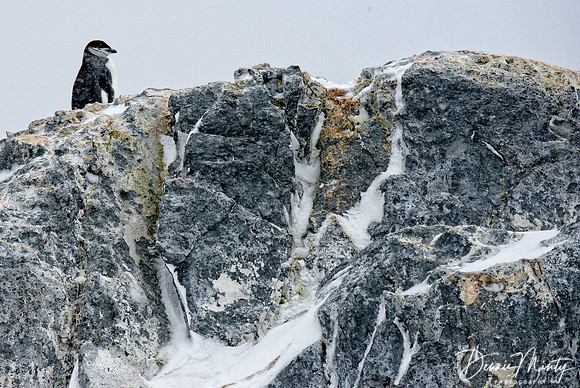Chinstrap Penguin (Pygoscelis antarctica), Danko Island, Antarctica