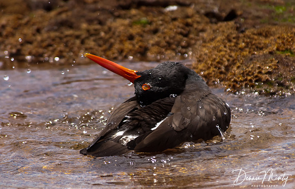 Oystercatcher, Bartoleme Island