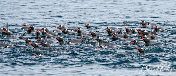 Gentoo Penguins (Pygoscelis papua), Danko Island, Antarctica