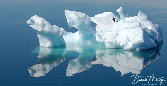 Penguin on Iceberg, Antarctica