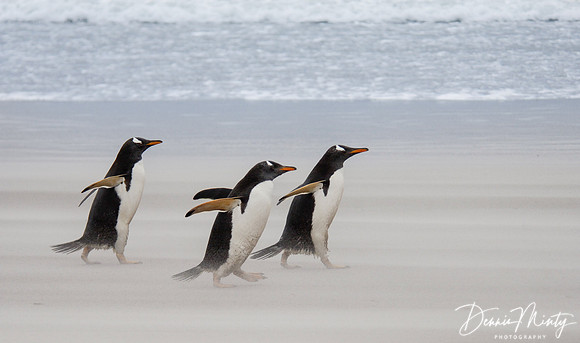 Gentoo Penguins (Pygoscelis papua), Falkland Islands