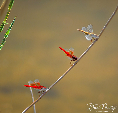Damselflies, Barotse Floodplain, Zambia